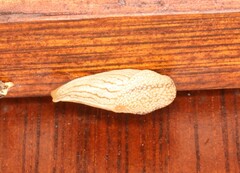 Elisolimax flavescens