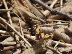 Junonia hierta cebrene