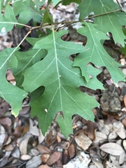 Quercus buckleyi