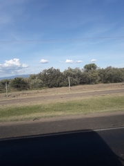 Euphorbia candelabrum