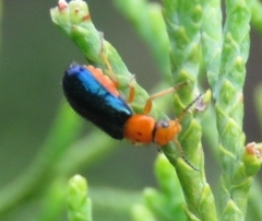 Ascolhedybius hirtus