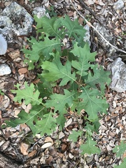 Quercus buckleyi