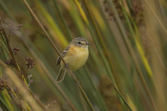 Polystictus pectoralis