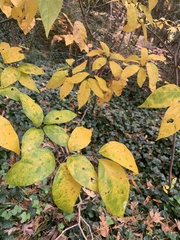 Calycanthus floridus