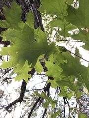 Quercus buckleyi