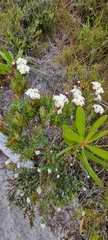 Gnidia pinifolia