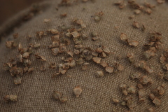 Atriplex intracontinentalis