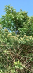 Dalbergia obovata