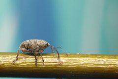 Curculio