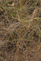 Atriplex intracontinentalis