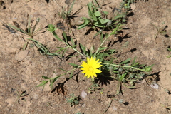 Xanthisma texanum drummondii