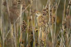 Spartonoica maluroides
