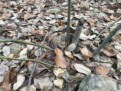 Quercus buckleyi