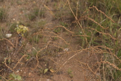 Atriplex intracontinentalis