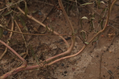 Atriplex intracontinentalis