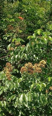 Dalbergia obovata