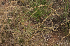 Atriplex intracontinentalis