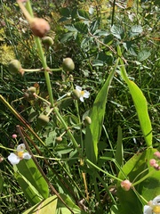 Sagittaria platyphylla