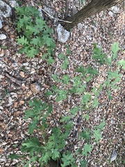 Quercus buckleyi