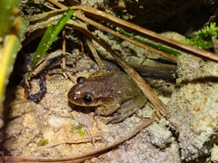 Scinax