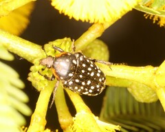 Oxythyrea marginalis
