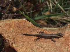 Trachylepis punctatissima