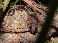 Scinax