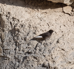 Oenanthe leucura