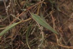 Atriplex intracontinentalis