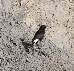 Oenanthe leucura