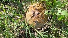 Pisolithus arhizus