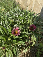 Gazania rigens