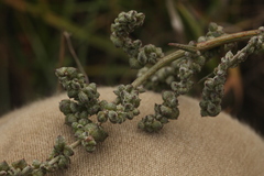 Atriplex intracontinentalis