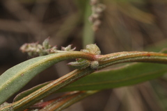 Atriplex intracontinentalis