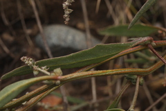 Atriplex intracontinentalis