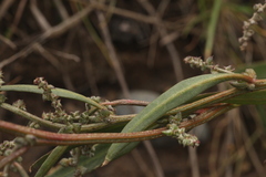 Atriplex intracontinentalis