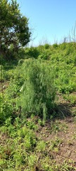 Asparagus