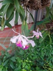 Cattleya