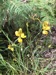 Ixia odorata odorata
