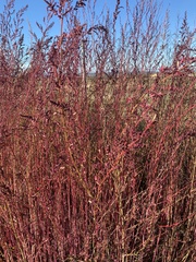Rumex acetosella acetosella