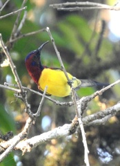Aethopyga gouldiae