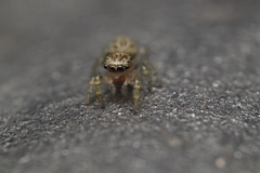 Macaroeris nidicolens