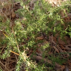Asparagus acutifolius