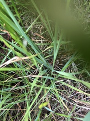 Ixia odorata odorata