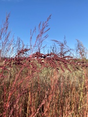 Rumex acetosella acetosella
