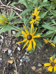 Rudbeckia