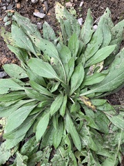 Rudbeckia
