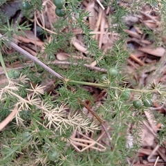 Asparagus acutifolius