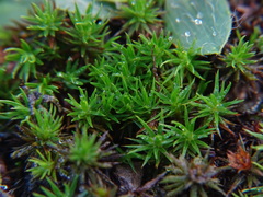Polytrichum piliferum