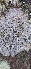 Arthonia radiata